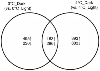 Transcriptomic Responses to Darkness and the Survival Strategy of the Kelp Saccharina latissima in the Early Polar Night